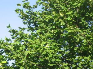 Лещина обыкновенная (Corylus avellana)